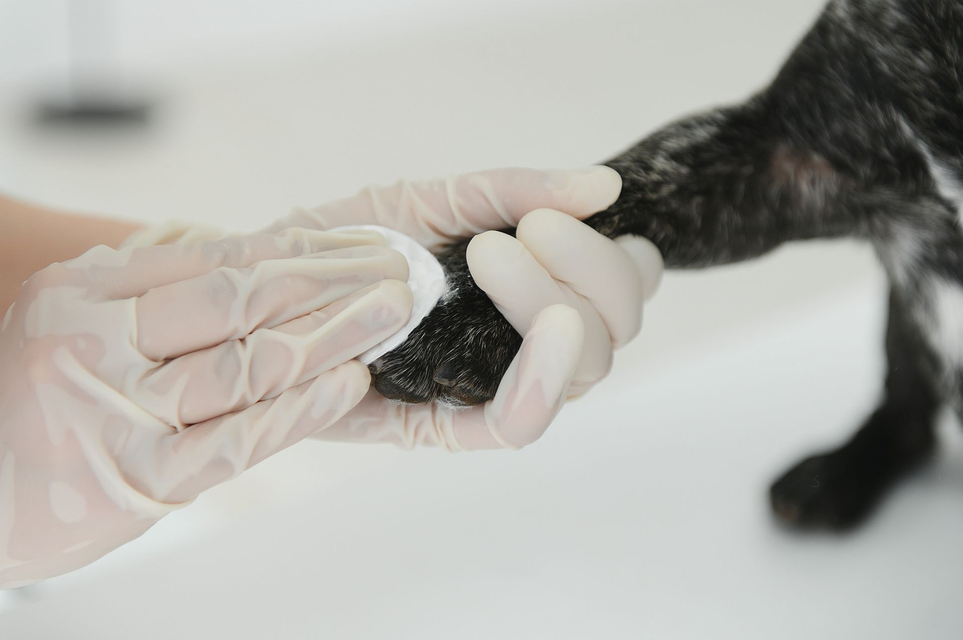 Veterinarian woman examines the dog and pet her. Animal healthcare hospital with professional pet help Diagnostyka weterynaryjna Praga