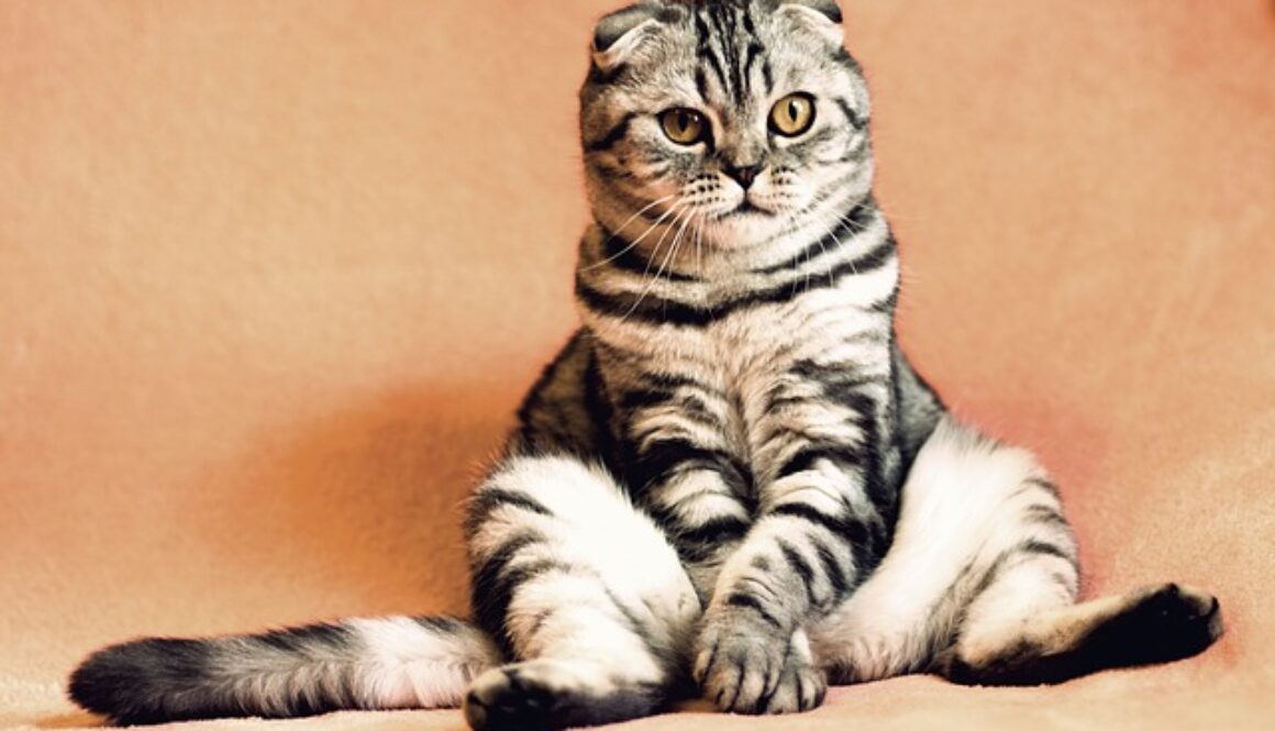 cat-2934720_640