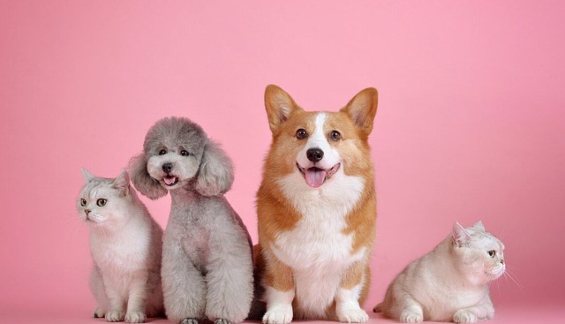 pets-3715733_640